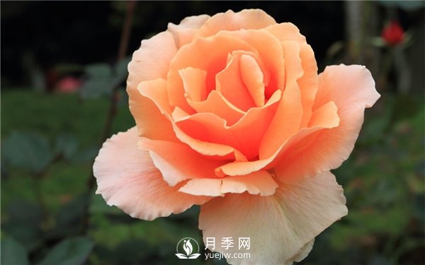 讓月季連續(xù)開花的方法有哪些？如何讓月季連續(xù)開花(圖1)