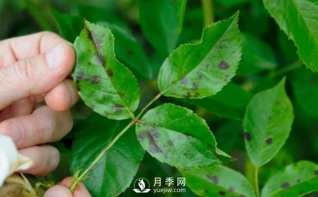 注意！夏秋大雨過后極易誘發(fā)月季黑斑病(圖1)