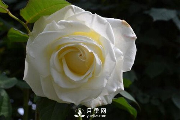 3月份月季花栽培與管理方法你知道嗎？(圖1)