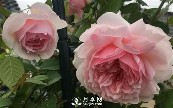 養(yǎng)月季花前你應(yīng)該先了解這3件事！(圖1)