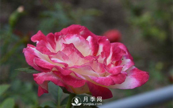 月季花的養(yǎng)殖方法和注意事項(xiàng)有哪些(圖1)