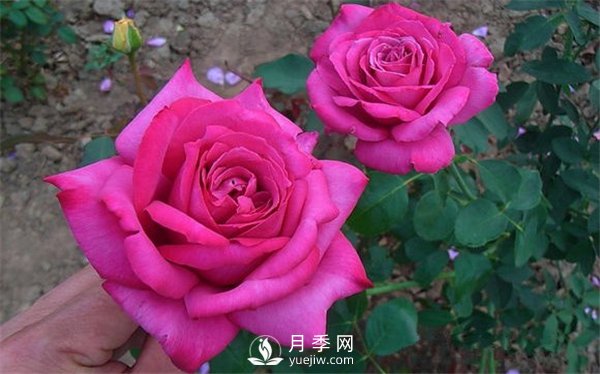 月季養(yǎng)成法：月季花怎么養(yǎng)，怎么從小苗養(yǎng)大開花(圖1)