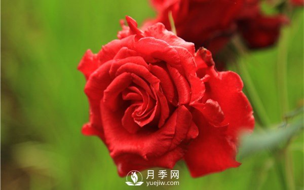 月季花怎么栽種更好，養(yǎng)護(hù)時(shí)應(yīng)注意什么？(圖2)