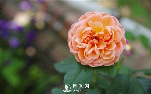 月季花怎么栽種更好，養(yǎng)護(hù)時(shí)應(yīng)注意什么？(圖1)