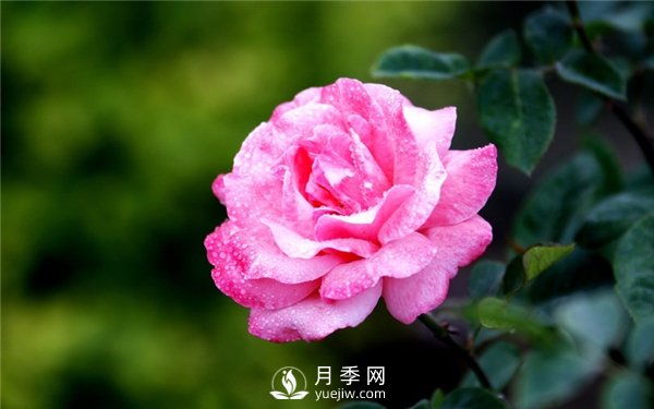 月季花怎么栽種更好，養(yǎng)護(hù)時(shí)應(yīng)注意什么？(圖3)