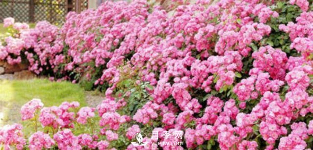 230平露天陽臺如何改造成月季花園(圖2)