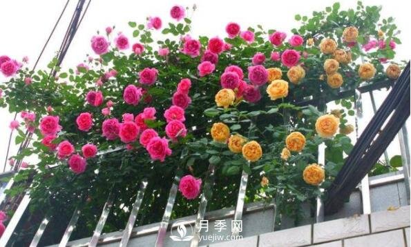 230平露天陽臺如何改造成月季花園(圖1)