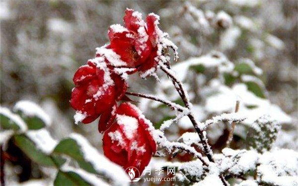 盆栽月季花如何過(guò)冬(圖1)