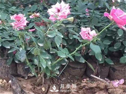 盆栽小月季花如何養(yǎng)殖(圖1)