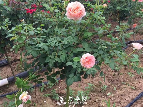 盆栽小月季花如何養(yǎng)殖(圖2)