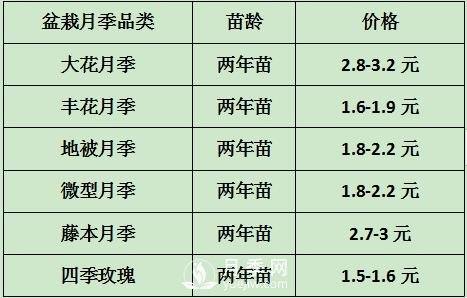 2021年春季盆栽月季市場報價 盆花月季多少錢一棵？(圖1)