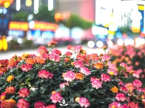 月季花球在城市綠化中的運(yùn)用(圖2)