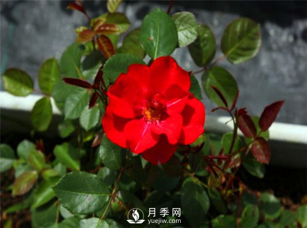 杭州高架“網(wǎng)紅月季花”都有那些品種？(圖3)