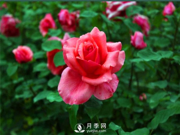 杭州高架“網(wǎng)紅月季花”都有那些品種？(圖4)