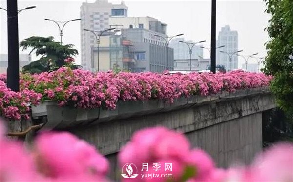 杭州高架“網(wǎng)紅月季花”都有那些品種？(圖1)