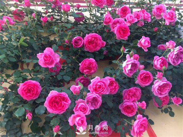 杭州高架“網(wǎng)紅月季花”都有那些品種？(圖7)