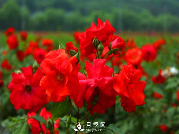 杭州高架“網(wǎng)紅月季花”都有那些品種？(圖2)