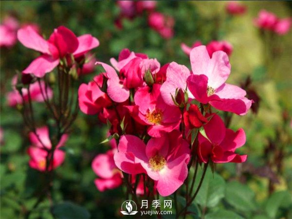 杭州高架“網(wǎng)紅月季花”都有那些品種？(圖6)