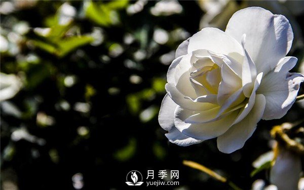 工程綠化常用豐花月季介紹(圖7)