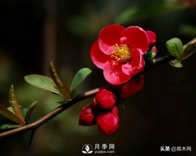 適合種在庭院中春季開花的苗木，月季讓你的庭院更美麗(圖3)