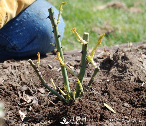 月季開花多更健壯，***重要是養(yǎng)好根系，5招迅速壯根(圖2)