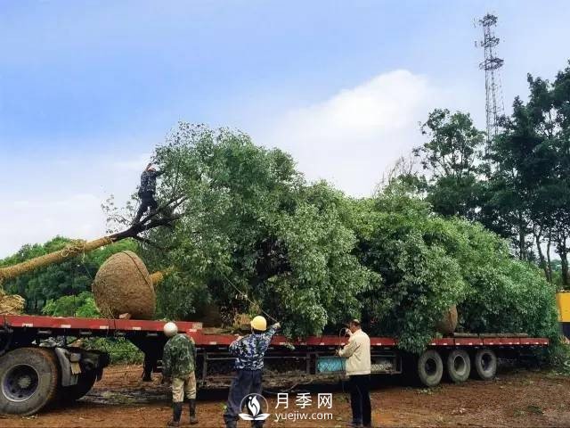 苗木旺季，想掙穩(wěn)當(dāng)錢，苗木物流運輸很重要(圖1)