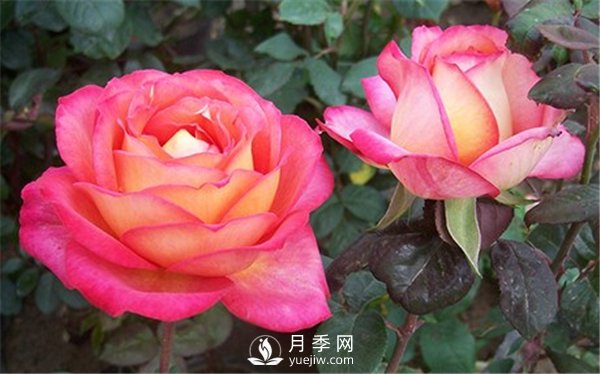 夏季太陽大，沒幾種花是不怕暴曬，大花月季的6個傷不起(圖1)