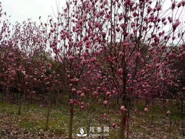 南陽(yáng)紅玉蘭批發(fā)基地(圖1)