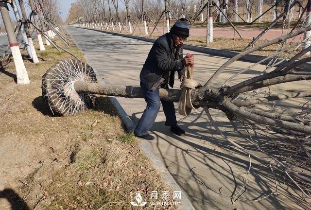 現(xiàn)在種植什么綠化苗木前景好？(圖1)