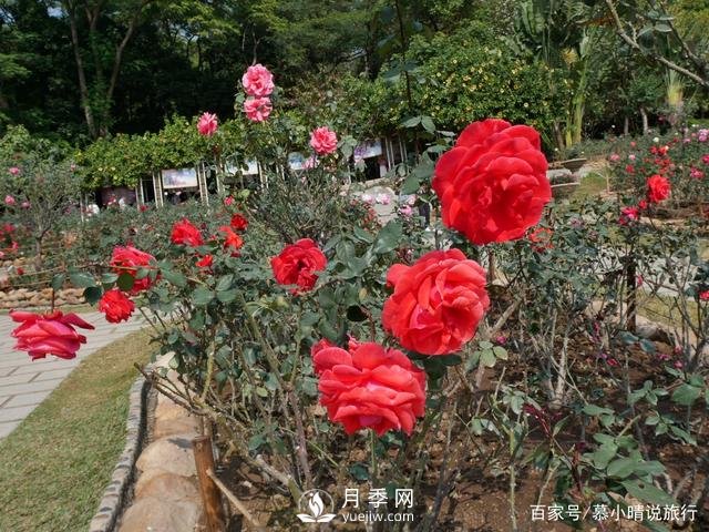 廣州“五彩繽紛”的月季花園，開滿全園，游客贊道太美了(圖2)