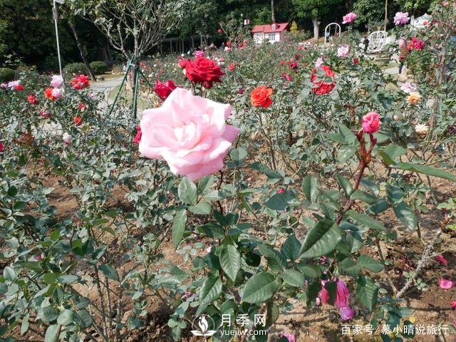 廣州“五彩繽紛”的月季花園，開滿全園，游客贊道太美了(圖4)