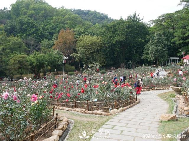 廣州“五彩繽紛”的月季花園，開滿全園，游客贊道太美了(圖3)