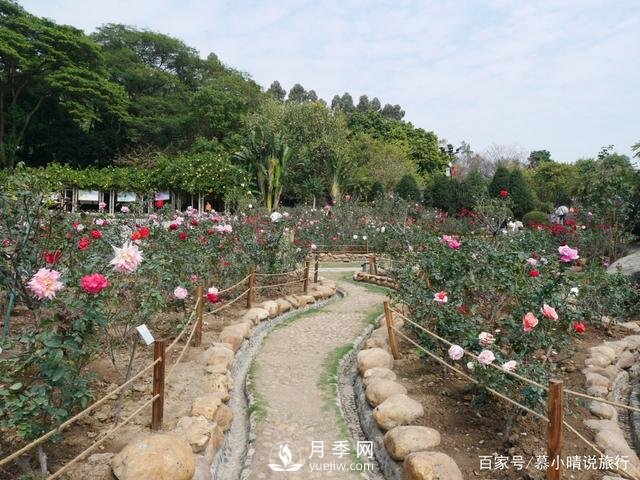 廣州“五彩繽紛”的月季花園，開滿全園，游客贊道太美了(圖1)