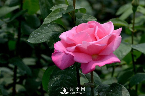 不同季節(jié)的月季花，施肥時刻是不同的(圖1)