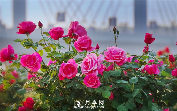 南陽(yáng)月季花在冬天會(huì)開(kāi)花嗎？(圖1)