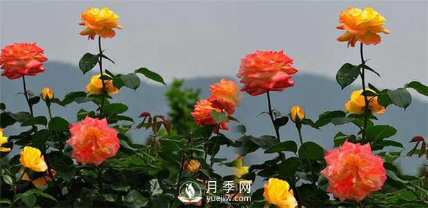 月季花葉子發(fā)黃的原因(圖1)