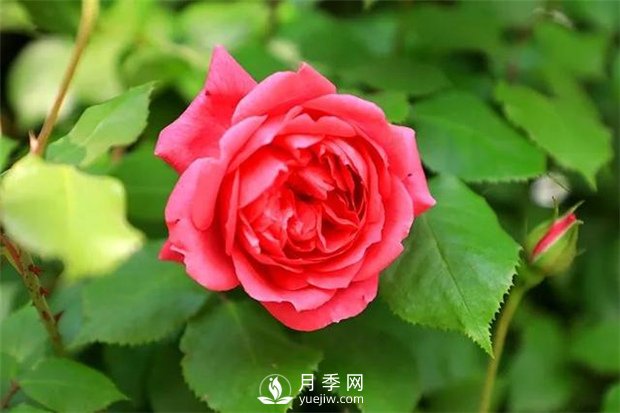 南陽月季花是什么季節(jié)開的？(圖1)