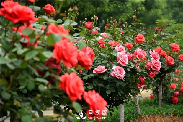 春暖花開(kāi)那么月季花春天怎么養(yǎng)你知道嗎？(圖1)