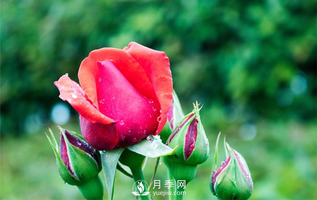 誰說沒院子不能養(yǎng)月季花？(圖1)