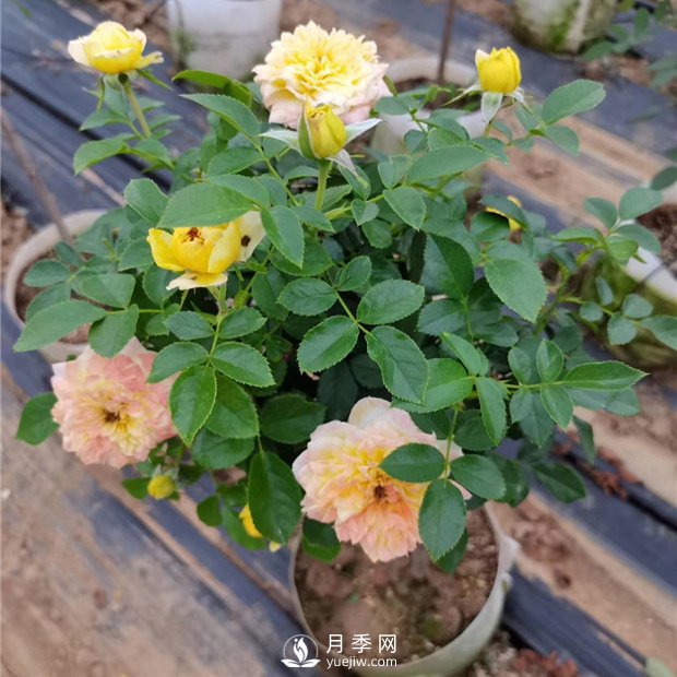 南陽(yáng)月季種植的常識(shí)(圖1)