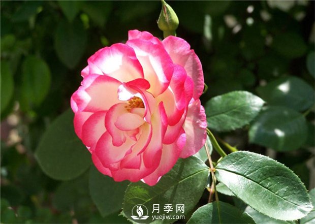 早春栽好月季花需要注意哪些方面？(圖1)