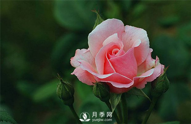 月季網(wǎng)告訴你：月季、玫瑰與薔薇有何區(qū)別，該如何分辨？(圖1)