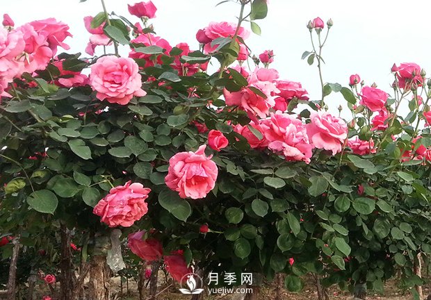 月季的春季養(yǎng)護(hù)和促花管理(圖1)