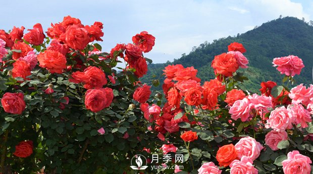 花卉，“花”與“卉”各有其不同的含義(圖1)