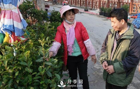 廣西巴馬：植樹造林掀高潮苗木市場購銷旺(圖1)