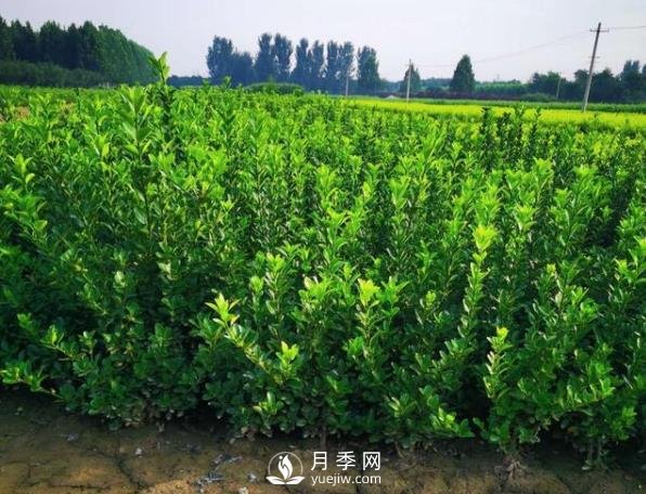 石家莊藁城苗木基地疫情封閉趕上植樹節(jié)，苗木可咋賣(圖1)