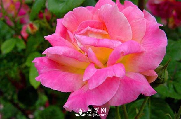 安陽(yáng)大花月季養(yǎng)植過(guò)程中注意事項(xiàng)(圖1)