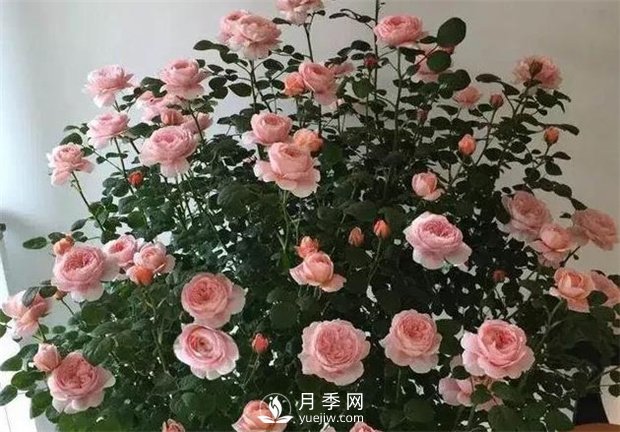 瑞典女王月季，花如其名，高貴優(yōu)雅(圖3)