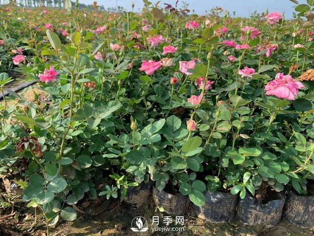 南陽盆花月季基地的種植技術(shù)有何奧秘(圖1)