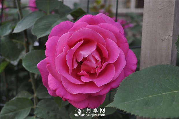 如何讓盆花月季不斷開花？(圖1)